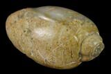 Polished, Chalcedony Replaced Gastropod Fossil - India #133536-1
